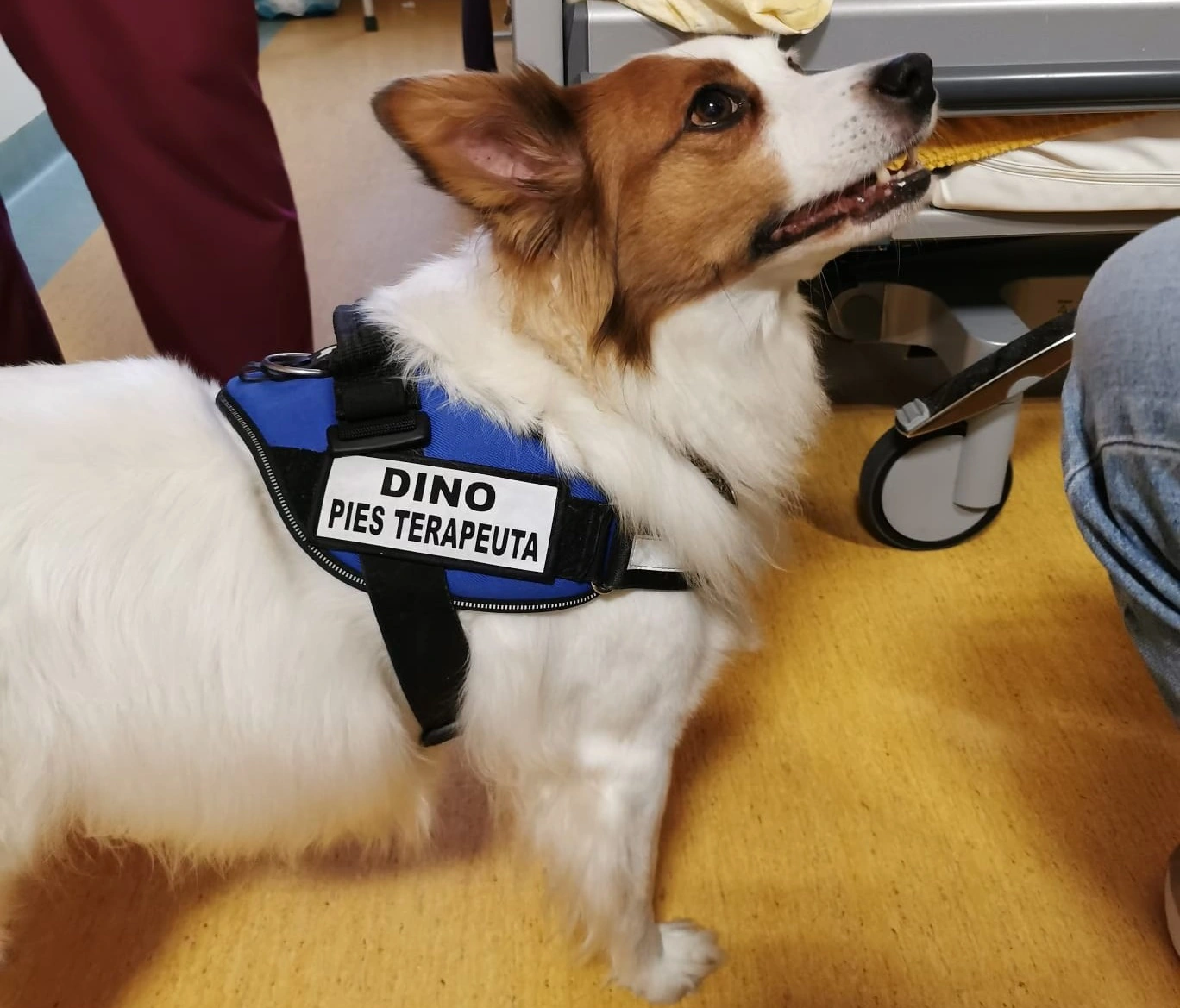 Dogoterapia w Hospicjum Dobrego Samarytanina w Lublinie: Uśmiech i Ulga dla Podopiecznych